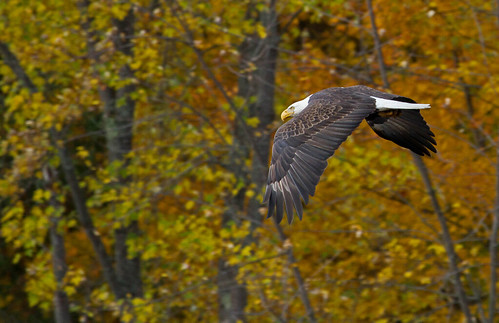 autumn fall flying baldeagle birdofprey mississagiriverironbridgeontariocanada