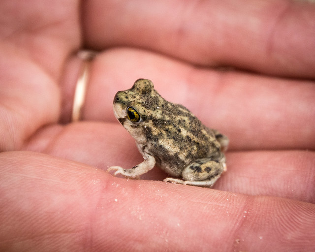 small toad