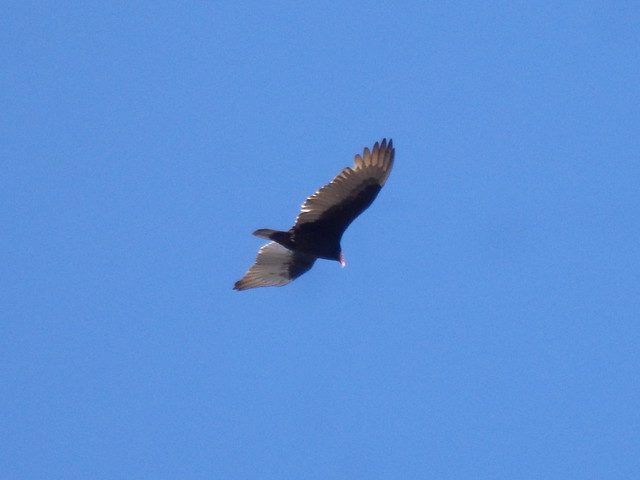 turkey vulture cathartes aura linville gorge