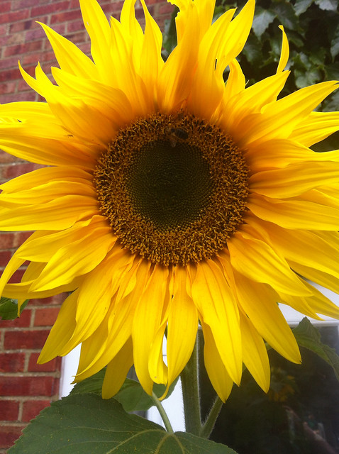 Snap of the day: flaming sunflower