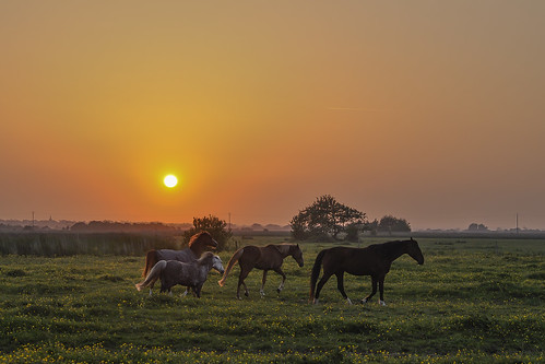 sunset france normandie normandy coucherdesoleil chevaux utahbeach