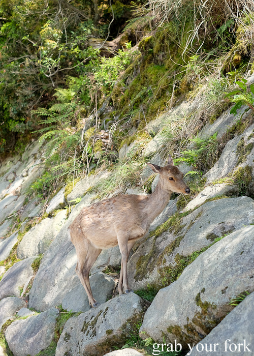 Nimble deer on Miyajima Island