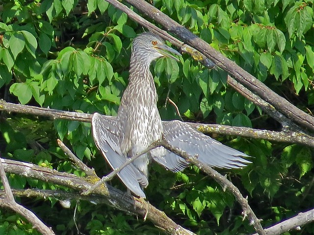 Yellow-crowned Night-Heron at Kaufman Park in Champaign, IL 17