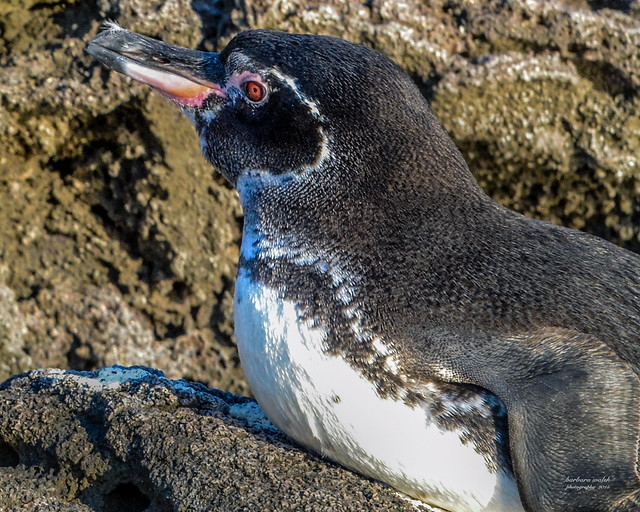 Galapagos penguin reclining closeup 9_15