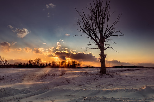 tree winter cold midmichigan michigan field campesina campo invierno nube cloud atardecer canoneos5dmarkiv barren drift snow puestadelsol sunset frigid coldlooking bare