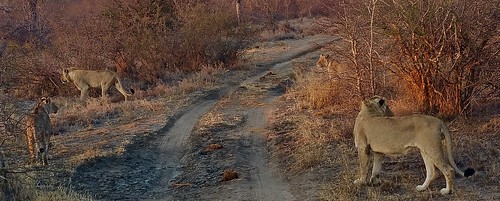 Group of lions freely moving in Balule Game Reserve