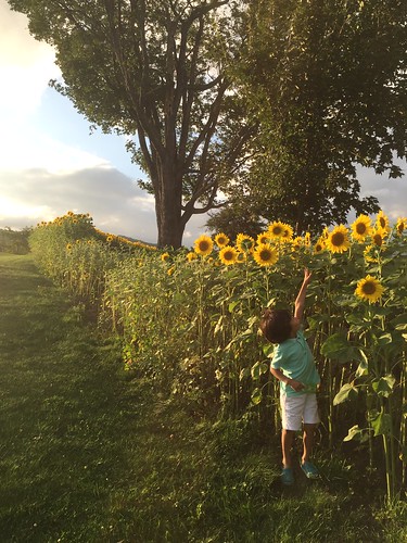 sunset japan kid hokkaido child sunflower