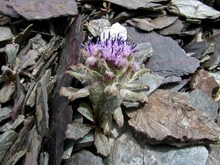 Saussurea glacialis (Asteraceae)