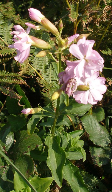 Soapwort at Bantham