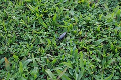 20150627-黃斑黑蟋蟀-1