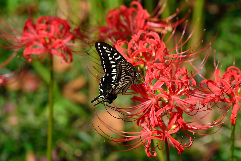 Papilio xuthus / Asian Swallow Tail