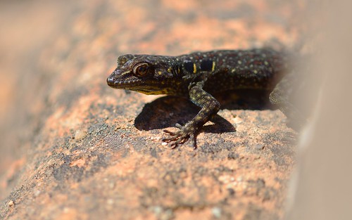 desktop animals morocco antiatlas reptiles featured rocklizard tagadirt ariounplateau