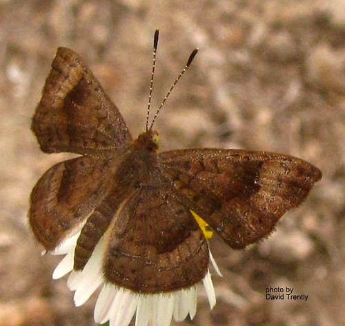 butterfly texas nemesis metalmark calephelis