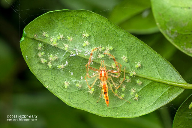 Jumping spider mother with babies (Viciria sp.) - DSC_8141