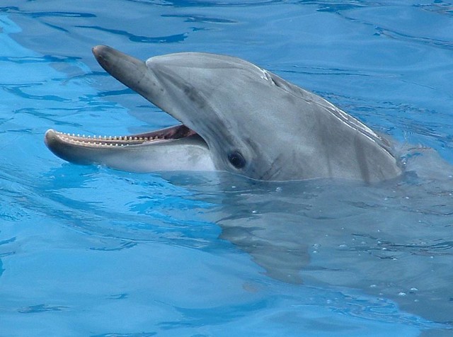 Bottlenose Dolphin Close-Up - 1 | Flickr - Photo Sharing!