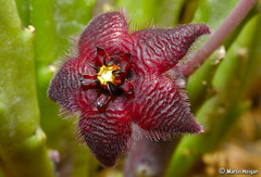 Stapelia paniculata var. scitula flower