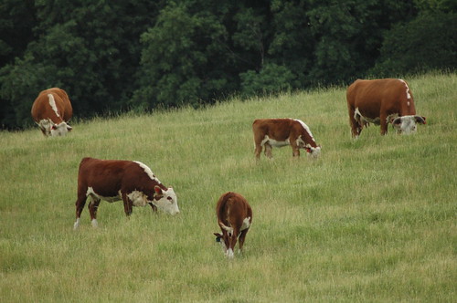 cow cattle michiganstateuniversity msu grazing