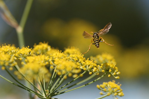wasp flying to an apiaceous flower