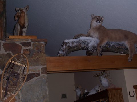 animals montana lodge taxidermy fox cougar jackalope yaak