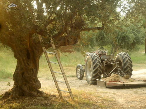 sunset tractor greece olives olivegrove peloponnese vathy gythio eastmani