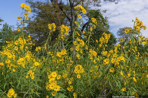 statepark morning blue autumn trees sky green fall yellow illinois september augusta wildflowers prairie blooming kevinpalmer tamron1750mmf28 sawtoothsunflower weinbergking pentaxk5