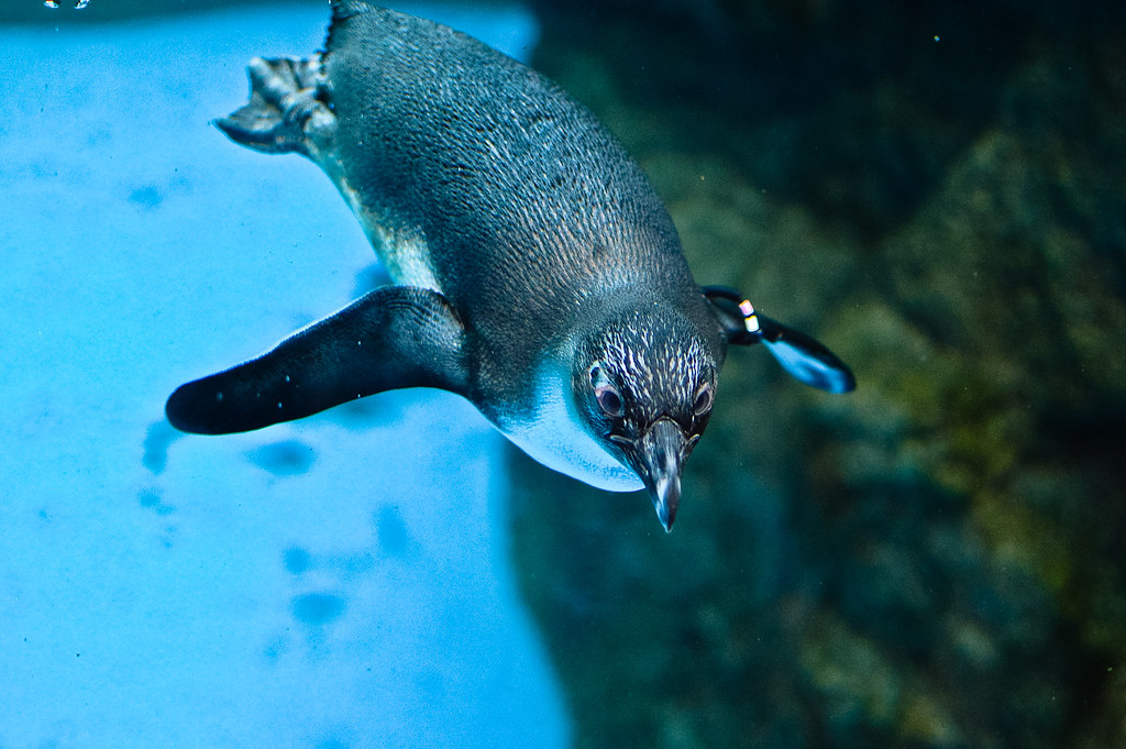 Penguin, Kyoto Aquarium