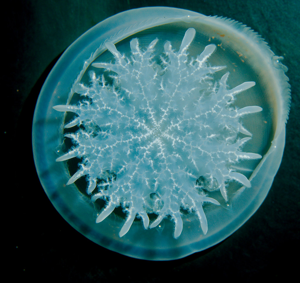 Cannonball Jellyfish (Stomolophus meleagris)_14