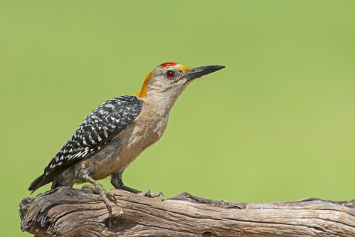 bird ave goldenfrontedwoodpecker melanerpesaurifrons carpinterofrentidorado
