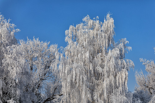 winter wintermorning hoarfrost trees richlandwa easternwashington canon5dmarkiv tamron70200mmf28