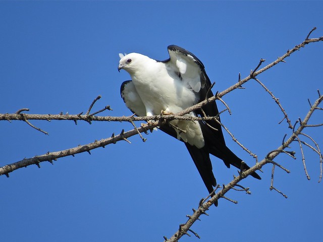 Swallow-tailed Kite in Champaign, IL 17