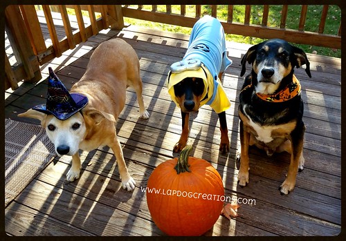 Lapdog Creations Halloween Dogs