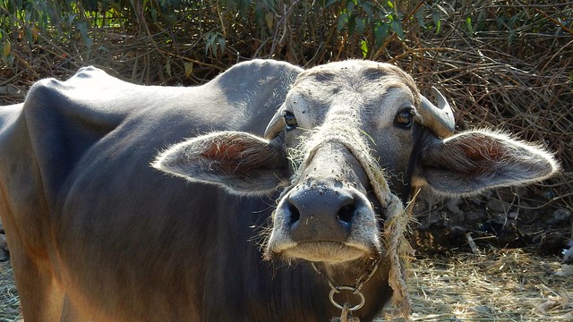 Interested Cow