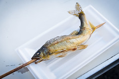Ayu (Japanese Sweet Fish)