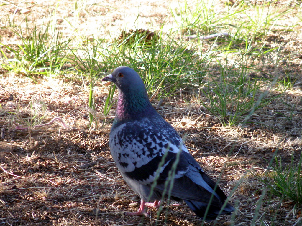P6115595...rock dove /  checkered pigeon