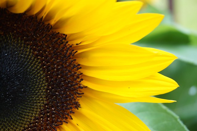 “Keep your face to the sunshine and you cannot see the shadows. It's what the sunflowers do.” Helen Keller