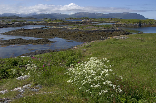 flowers sea coast blomster fishingvillage fiskevær håholmen haaholmen