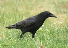 American Crow