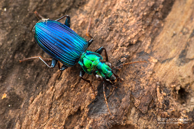 Ground beetle (Catascopus sp.) - DSC_6197