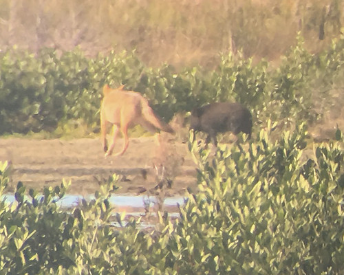 Coyote and Feral Pig - 1