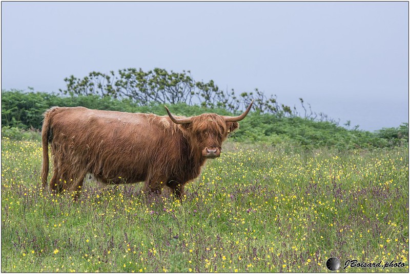 Mull - Vache Highland