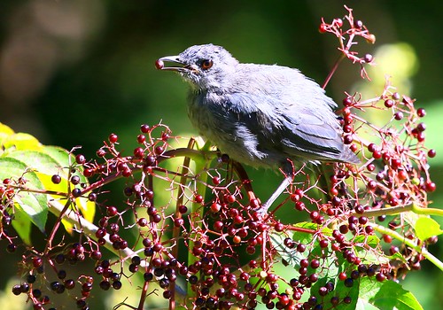 park county city eating gray reis iowa larry catbird waukon elderberries allamakee