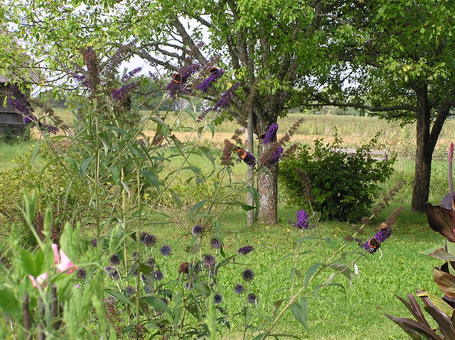 Butterfly bush, Buddleja davidii 'Black Knight'