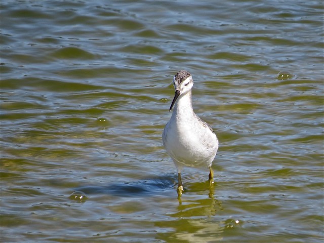 Wilson's Phalarope at El Paso Sewage Treatment Center in Woodford County, IL 10c