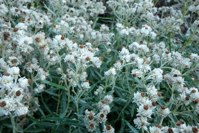pearly everlasting just before going to seed