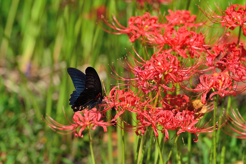 Papilio memnon Linnaeus / Great Mormon