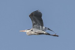 GREAT BLUE HERON at the ROOKERY