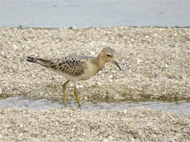 Buff-breasted Sandpiper at El Paso Sewage Treatment Center in Woodford County, IL 03
