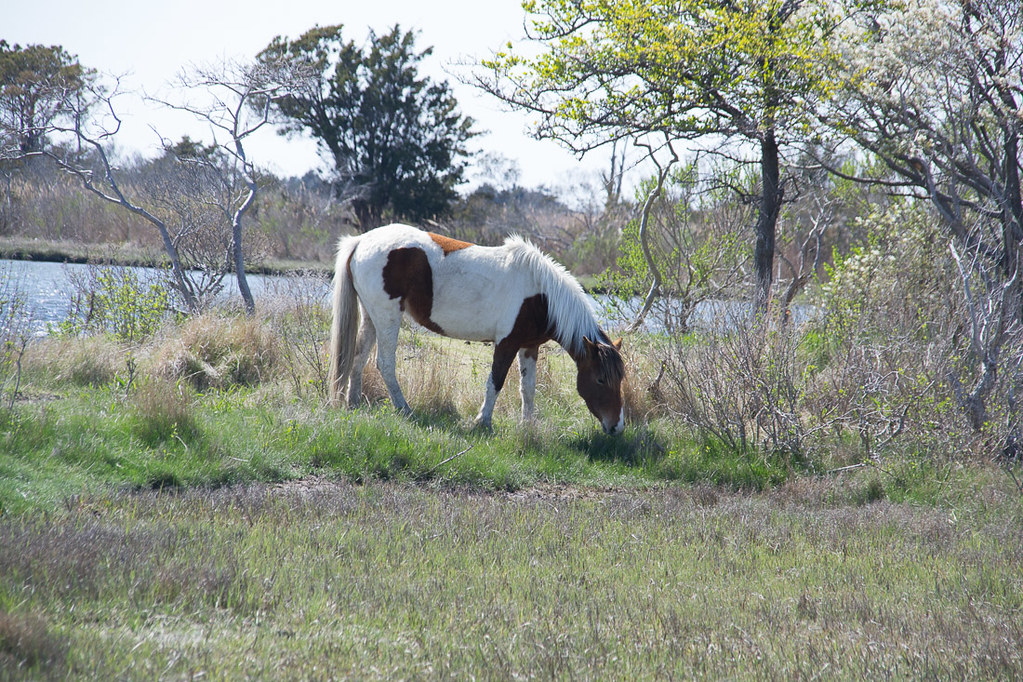 Horses at Assateague National Park