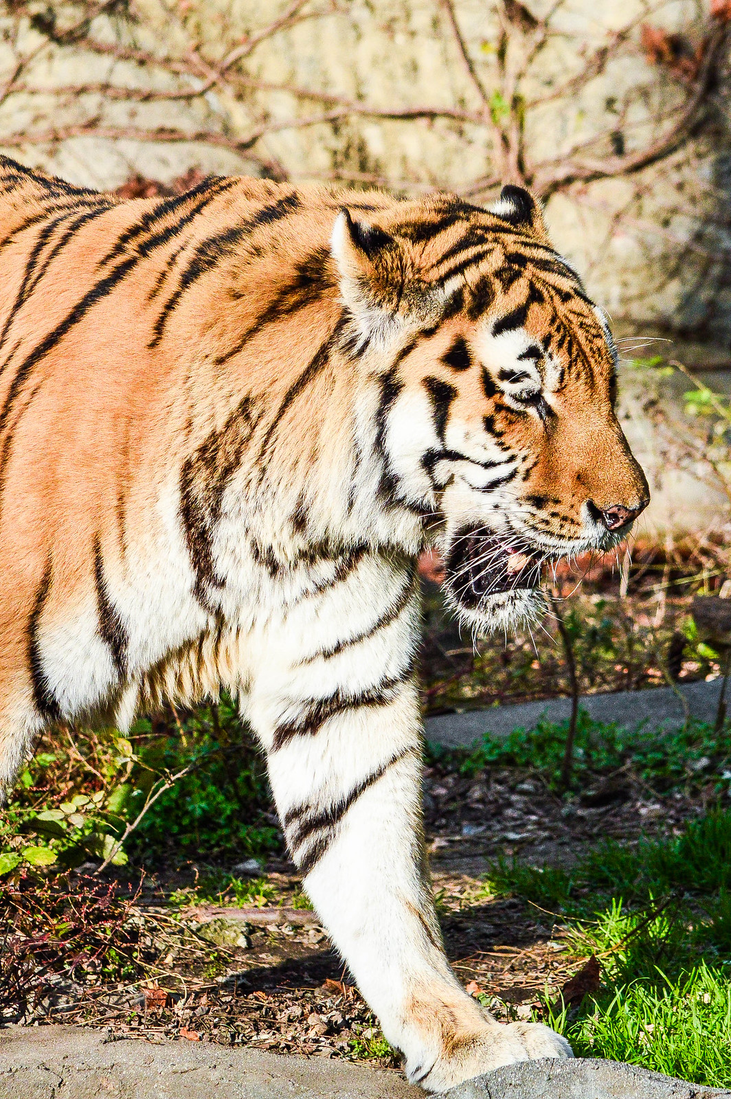 Tiger at Tennōji Zoo, Osaka