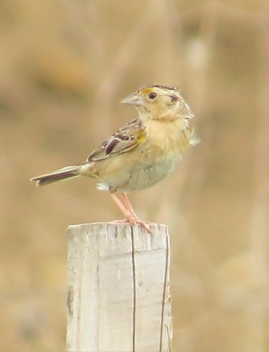Grasshopper Sparrow at the Grove Park in McLean County, IL 02